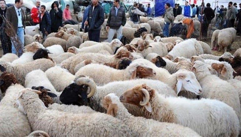 110 آلاف أضحية للعيد المقبل ورخصة الذبح بـ 10 آلاف ليرة