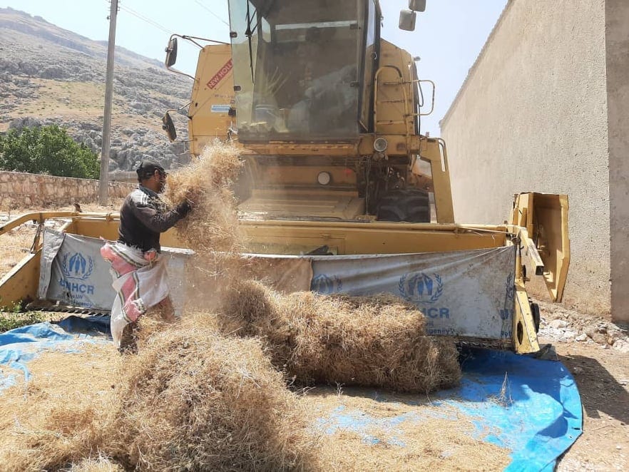 الحصاد في ريفي حماة وإدلب: طرق بدائية وخسائر فادحة