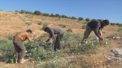 “الشفلّح”.. مصدر دخل مؤقت لعائلات في إدلب وحماة