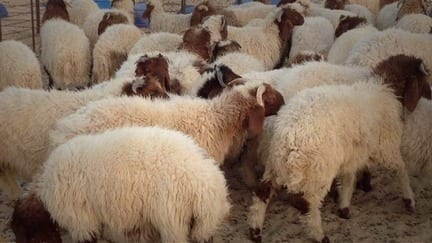 على عكس التوقعات… أسعار اللحوم ترتفع والكيلو بـ 8 آلاف ليرة
