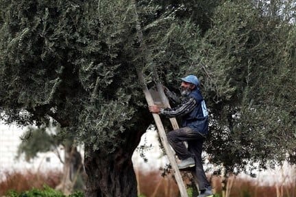 الزيتون يخيب الآمال في طرطوس.. تعرف على السبب؟