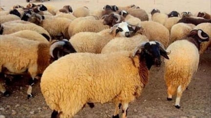 أُسر تتكاتف وأخرى تنتظر… كيلو الأضحية يرتفع 500 ليرة عن العام الماضي