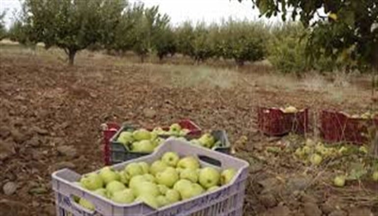 السويداء… الحكومة تحدد أسعار استلام محصول التفاح