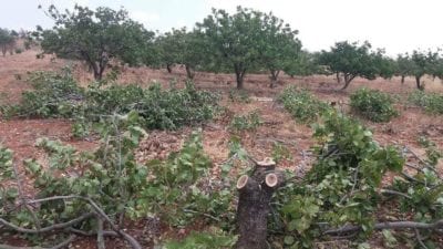 ريف حماة… التعفيش يطال الأشجار والآبار الارتوازية