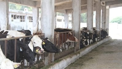 مرض فيروسي يهدد أبقار اللاذقية…. ومديرة الزراعة تنشر التطمينات