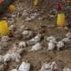 طاعون الدجاج وباء يهدد الثروة الحيوانية في الرقة