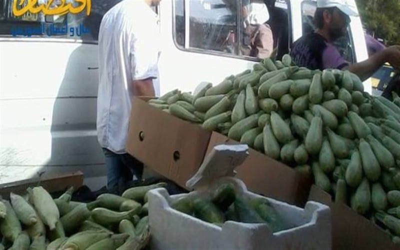 بعد أن كان بـ 200 ليرة قبل شهرين.. كيلو الكوسا بـ 700