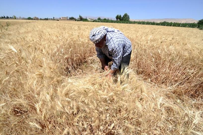 بخطوة استباقية… الحكومة تغري مزارعي القمح بأسعار جديدة