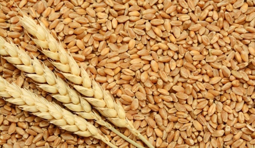 الحكومة السورية تشتري ٤٧٥ ألف طن قمح من روسيا