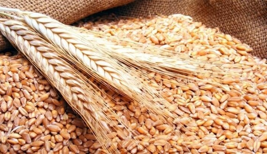 روسيا تساعد الحكومة السورية بـ ٧٥ ألف طن قمح