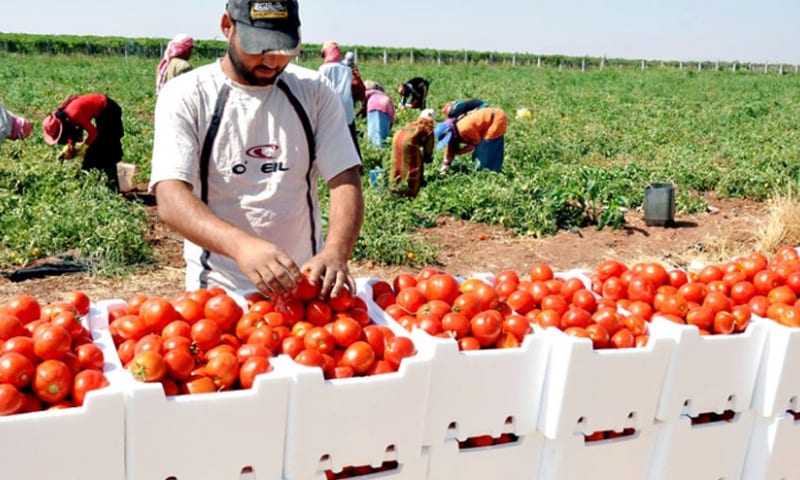 كيلو البندورة بـ 1000… احتكار الموسم ونقله إلى العراق ولبنان