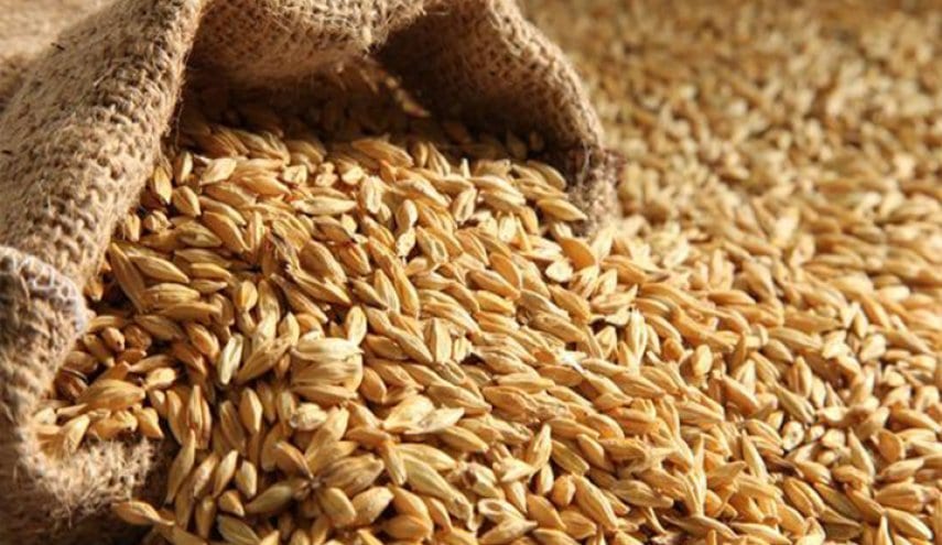 بعد احتكارها القمح… الحكومة السورية ترفض شراء الشعير من المزارعين
