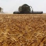 الحكومة السورية تحتكر شراء القمح وتحذِّر المزارعين!