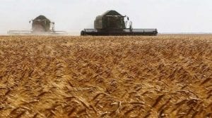 الحكومة السورية تحتكر شراء القمح وتحذِّر المزارعين!
