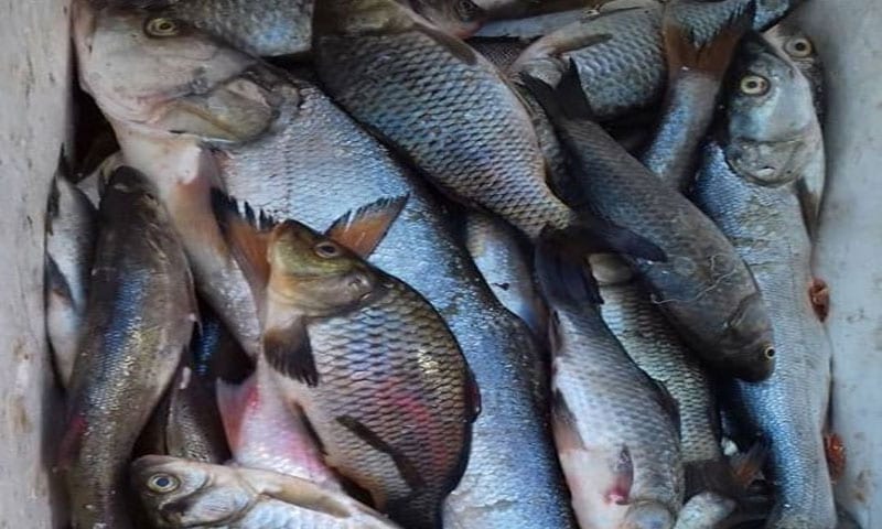 السمك يغزو أسواق دير الزور كبديل رخيص عن اللحوم الحمراء والدجاج