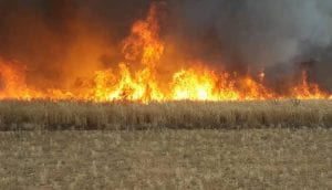 مزارعو الرقة عرضة لخسائر جديدة بعد الحرائق وشروط تسليم المحاصيل