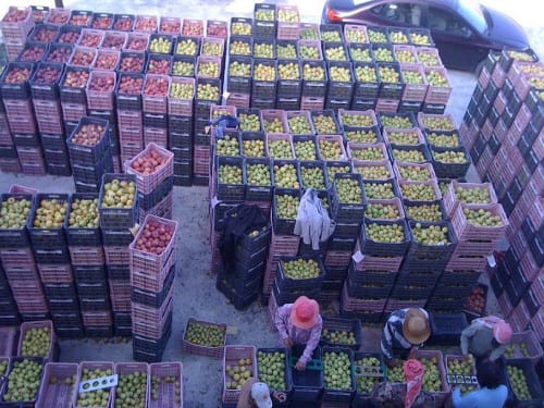 مصدرو التفاح يطالبون بتخفيض رسوم الشاحنات المارة عبر الأردن