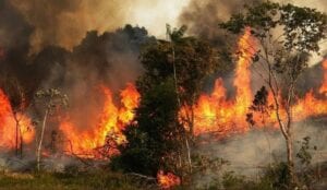 تجار أخشاب يبحثون عن مكاسب من الحرائق… واتحاد الفلاحين يحذِّر!