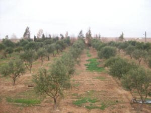 الرقة.. شح مياه الفرات وآفات زراعية تهدد موسم إنتاج الزيتون