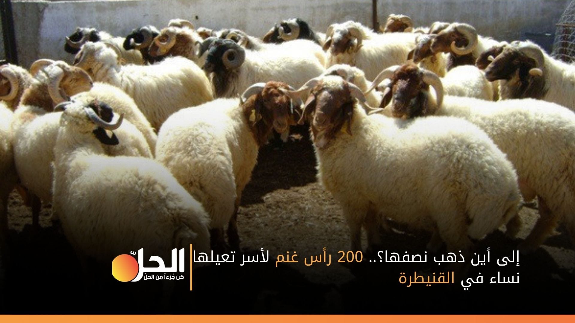 إلى أين ذهب نصفها؟.. 200 رأس غنم لأسر تعيلها نساء في القنيطرة