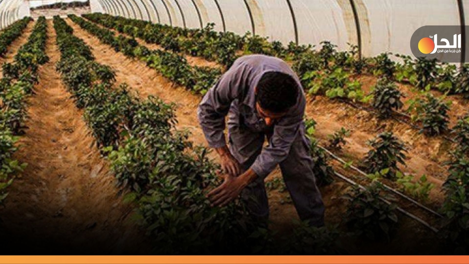 إيران والسعودية تطلبان محاصيل العراق.. نموٌ في الزراعة