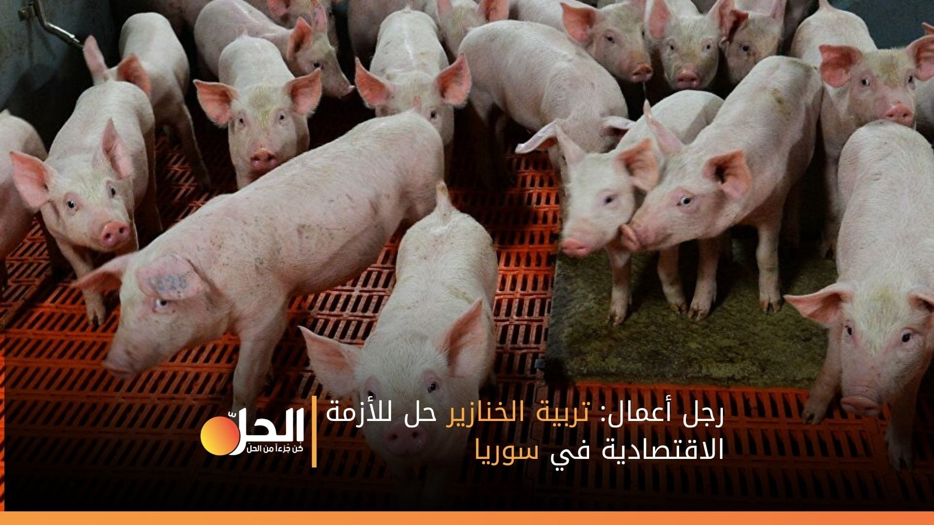 رجل أعمال: تربية الخنازير حل للأزمة الاقتصادية في سوريا