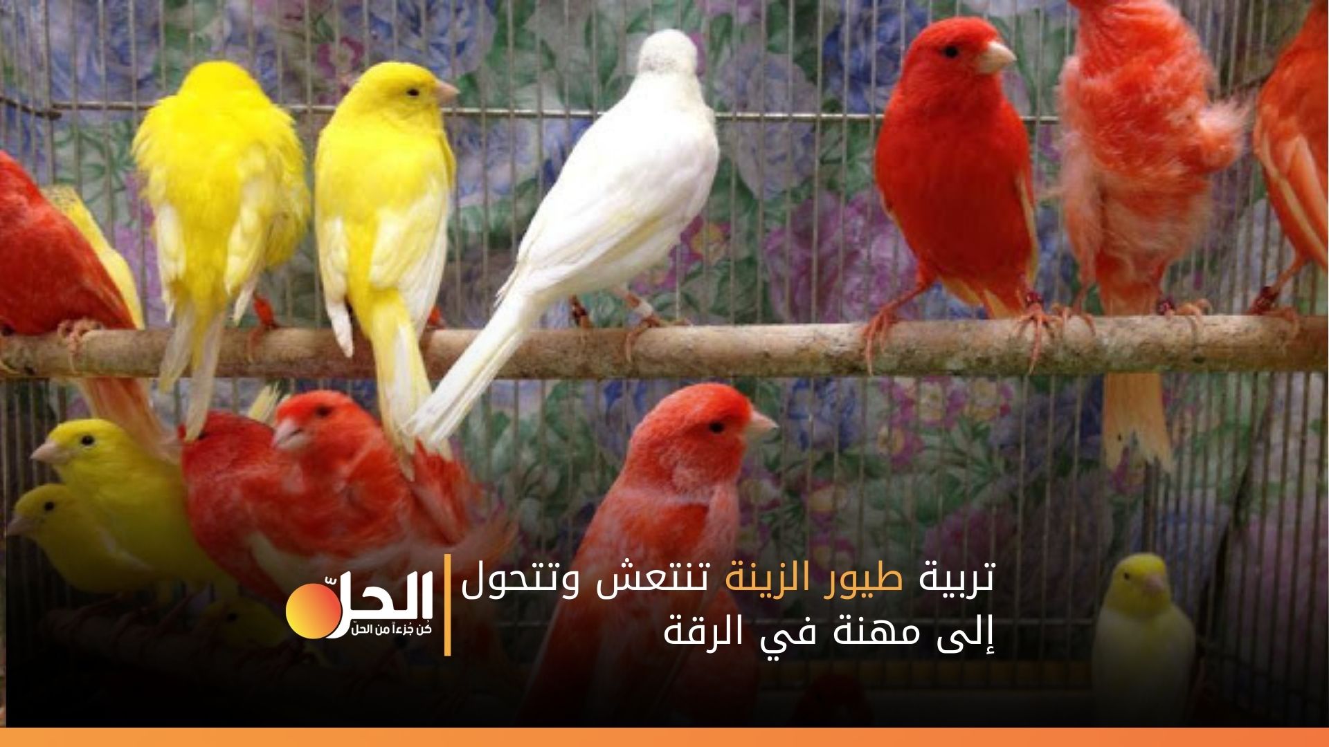 تربية طيور الزينة تنتعش وتتحول إلى مهنة في الرقة