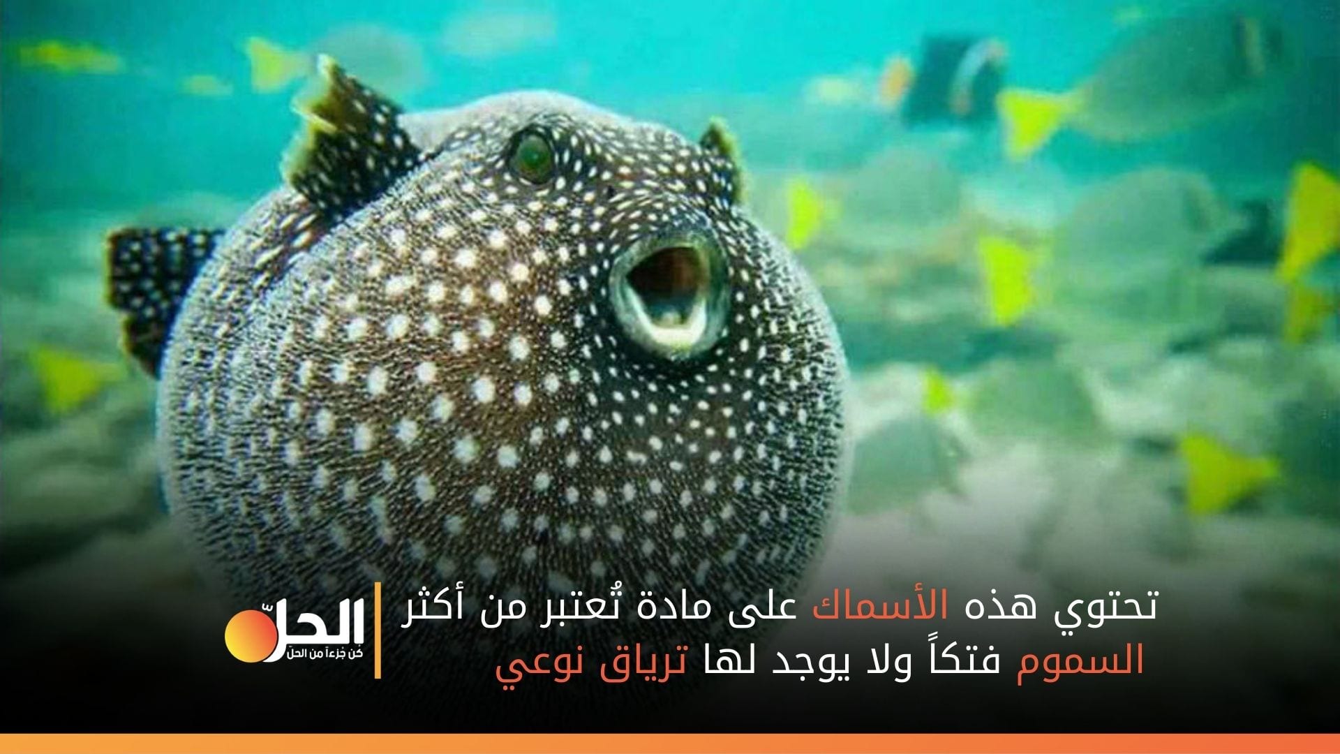حالات وفاة وتسمم في الساحل السوري نتيجة أكل أسماك “البالون” المسمومة