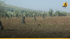 «الجيش الوطني» يخطف 4 مدنييّن ويقطع 100 شجرة زيتون بريف عفرين