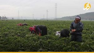 عمال الزراعة السورييّن بتركيا.. أجورٌ قليلة ومعيشة صعبة