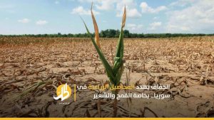 الجفاف يهدد المحاصيل الزراعية في سوريا.. بخاصة القمح والشعير