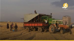 قلة الهطولات المطرية في شمال شرقي سوريا تُلحق خسائر مالية بالمزارعين وتُنذر بفقدان القمح 