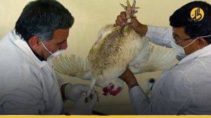 4 بؤر لانفلونزا الطيور في ديالى العراقية