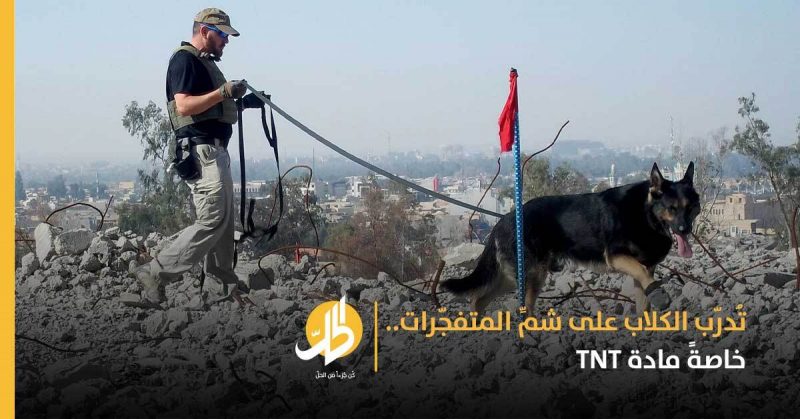 كيف تساعد الكلاب في تخليص العراق من رعب ألغام «داعش»؟