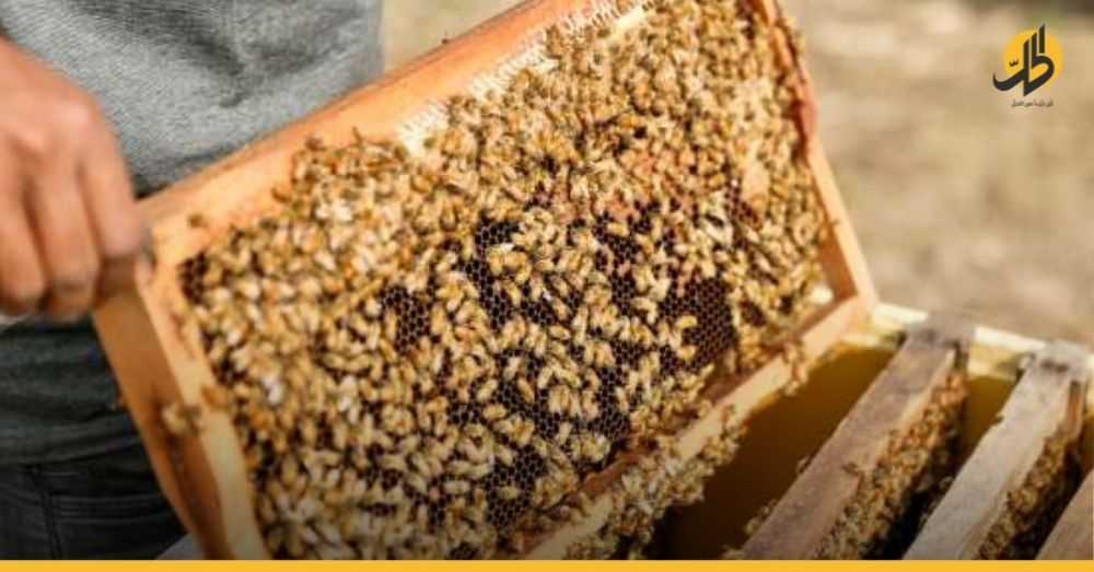الدبور الأحمر يهدد النحل وإنتاج العسل في القنيطرة
