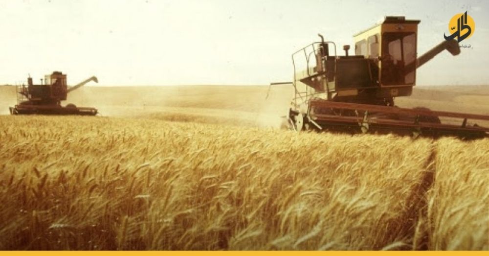انخفاض إنتاج القمح السوري 200 طناً مقارنة بالعام الماضي!