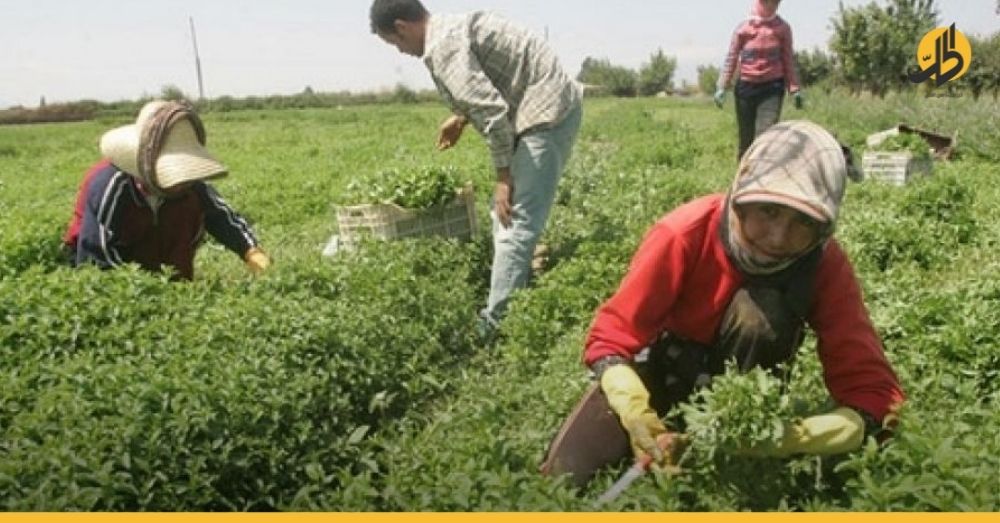 الحكومة السورية تمنح مكافأة بالقروش للفلاحين الذين سلموا محصول القمح!