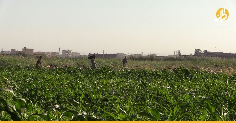 المراكز الزراعية في شمال شرقي سوريا تبدأ عملية توريد الذرة الصفراء