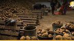 البطاطا في سوريا.. رفاهية جديدة تضاف إلى القائمة السوداء للمواطنين
