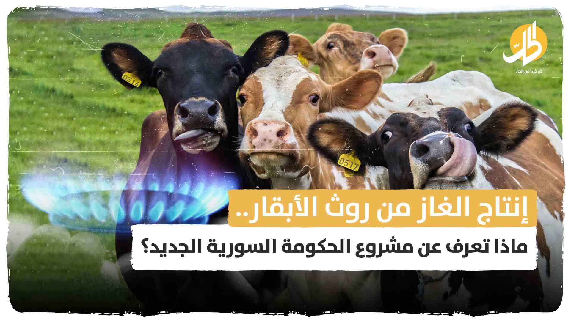 إنتاج الغاز من روث الأبقار.. ماذا تعرف عن مشروع الحكومة السورية الجديد؟