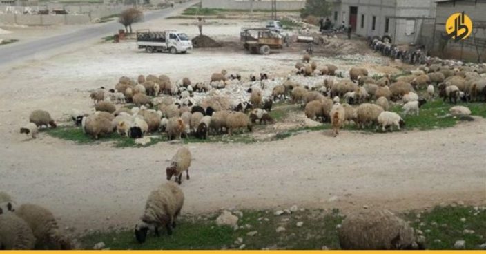 تحت مسمى “الزكاة والحماية”.. مليشيات إيران تسرق رعاة الماشية في دير الزور