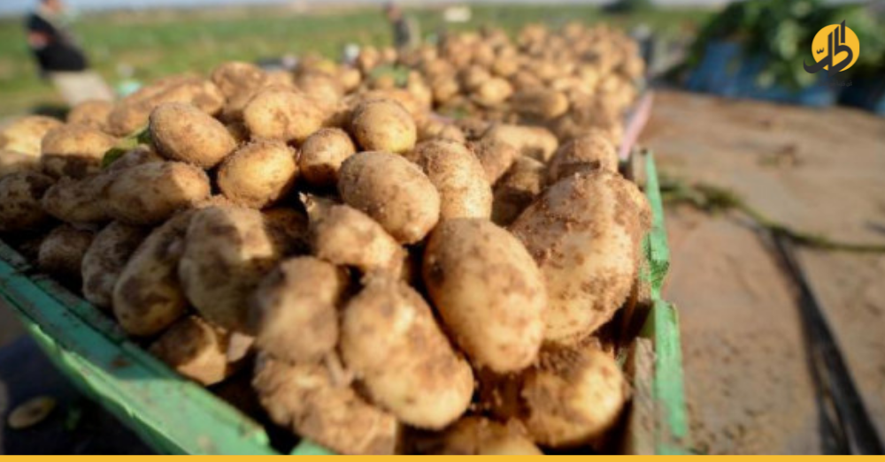 البطاطا اللبنانية تغزو الأسواق السورية لسد العجز
