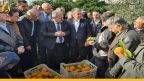 الجيش والشرطة والمشافي يشاركون بتصريف البرتقال الكاسد في الساحل السوري