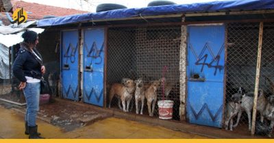 أزمة اقتصادية تهدد ملجأ الحيوانات الشاردة في دمشق