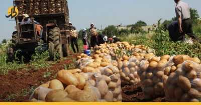بين لبنان ومصر.. هل ترتفع أسعار البطاطا في سوريا؟