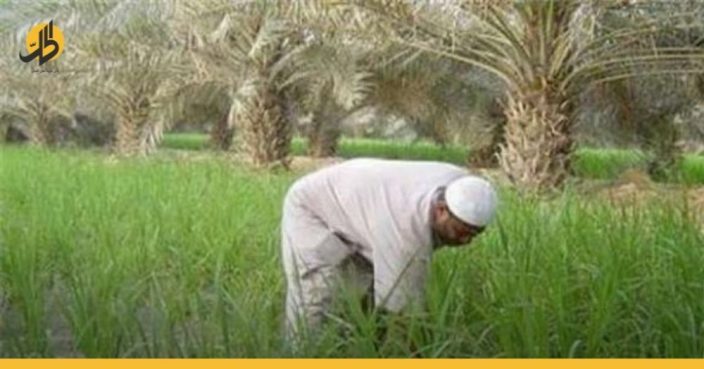 الموارد المائية العراقية في وضع “حرج” أمام الزراعة الصيفية