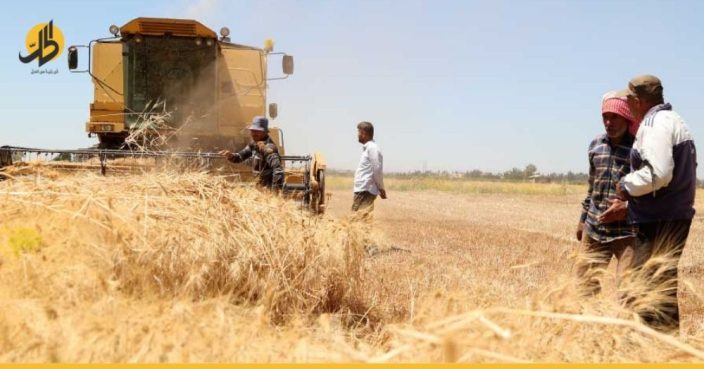 تراجع إنتاج محصول القمح في سوريا