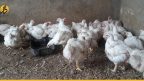 بسبب الضرائب وارتفاع الأسعار.. هل يختفي الدجاج من السوق السورية؟
