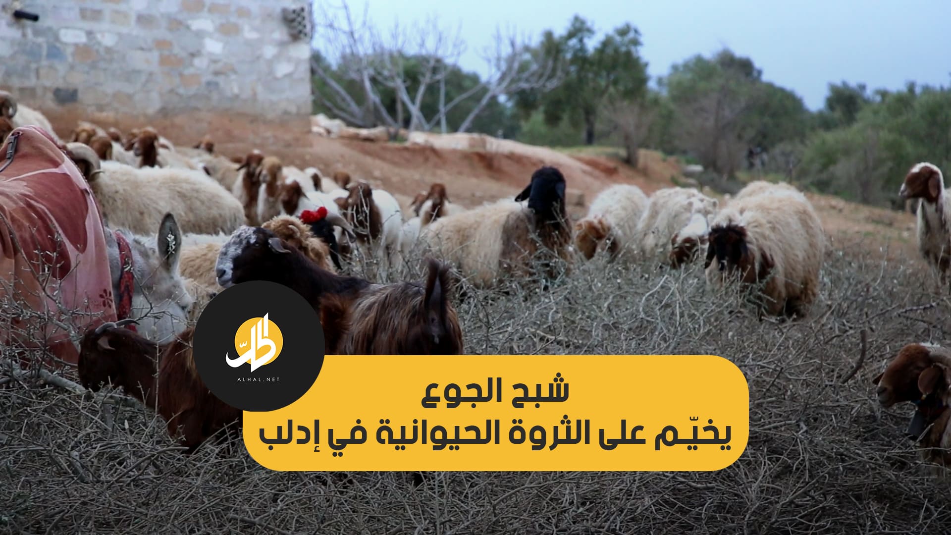 شبح الجوع يخيّم على الثروة الحيوانية في إدلب