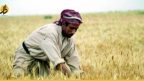 الزراعة العراقية بشأن الموسم الصيفي: خزين الماء جيد
